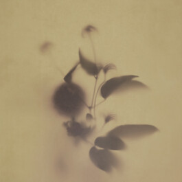  Levitum